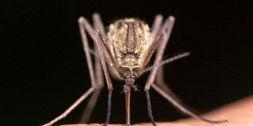 The mosquito (Culex pipiens) drinks blood on human skin. The mosquito (Culex pipiens) drinks blood, super macro.